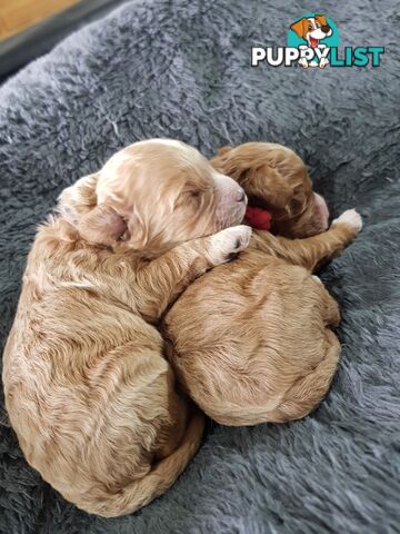 toy cavoodle   king charles cavalier x toy poodle