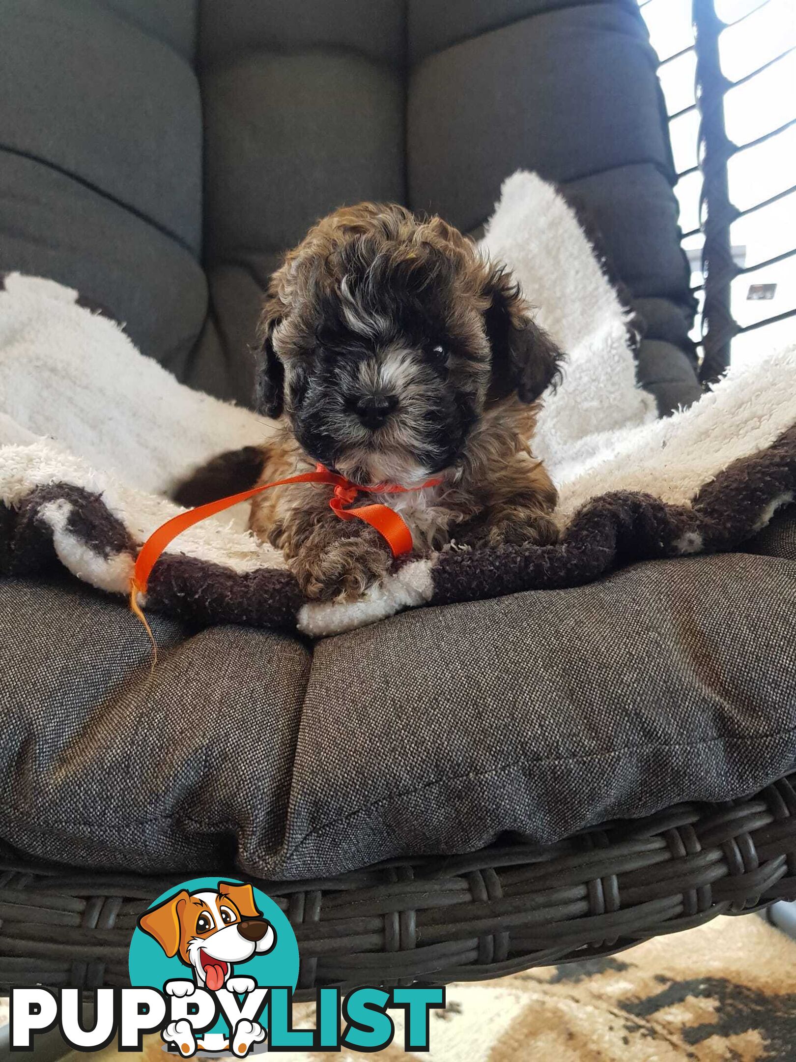 shoodle     shihtzu x toy poodle