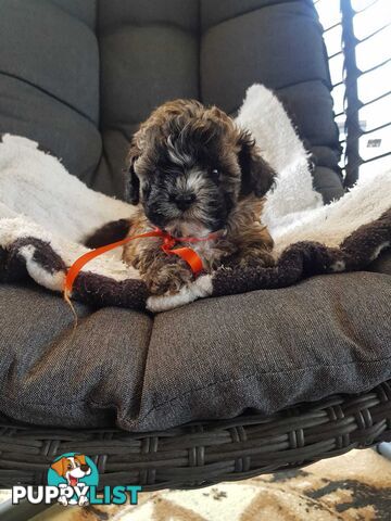 shoodle     shihtzu x toy poodle