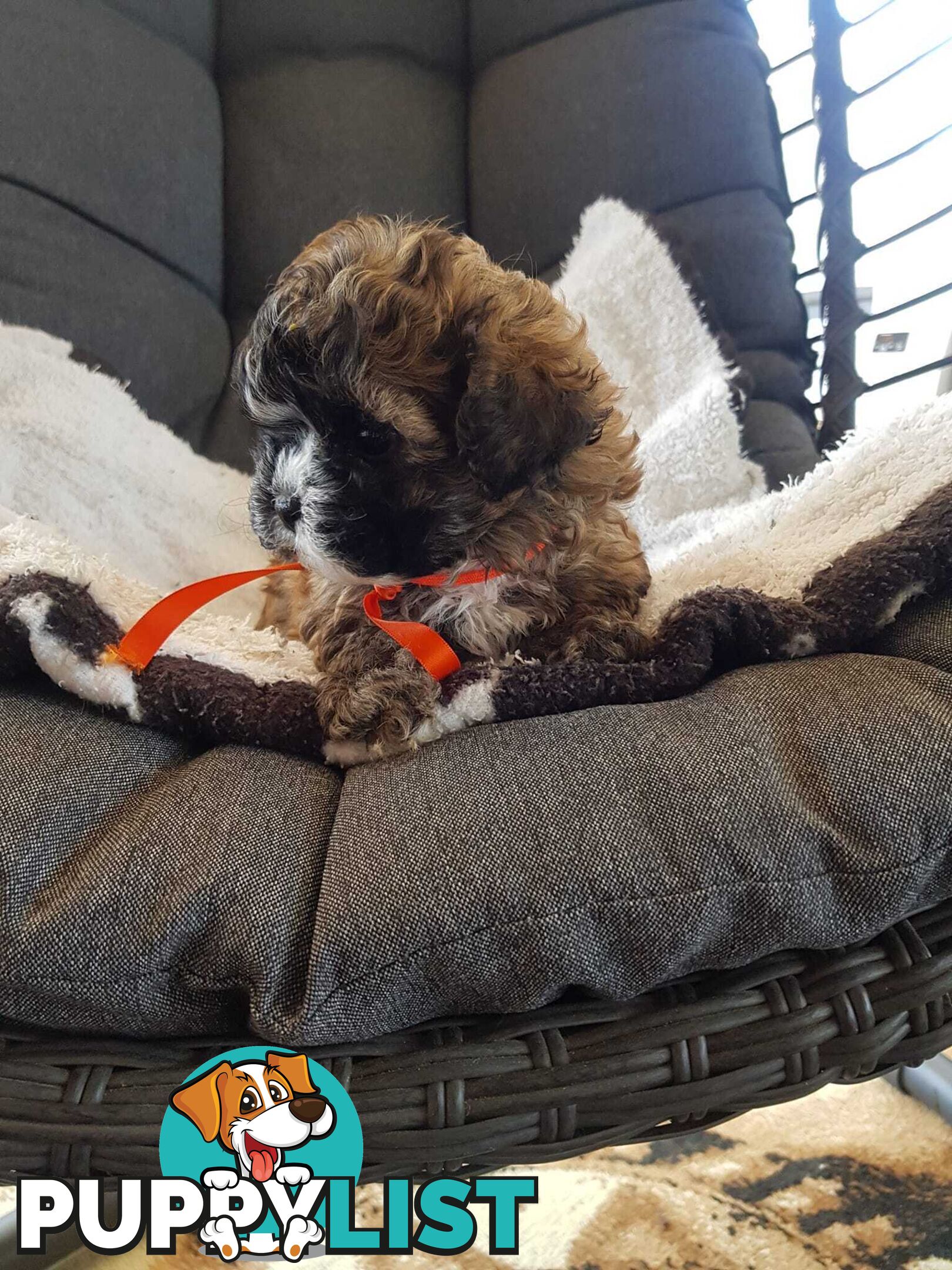 shoodle     shihtzu x toy poodle