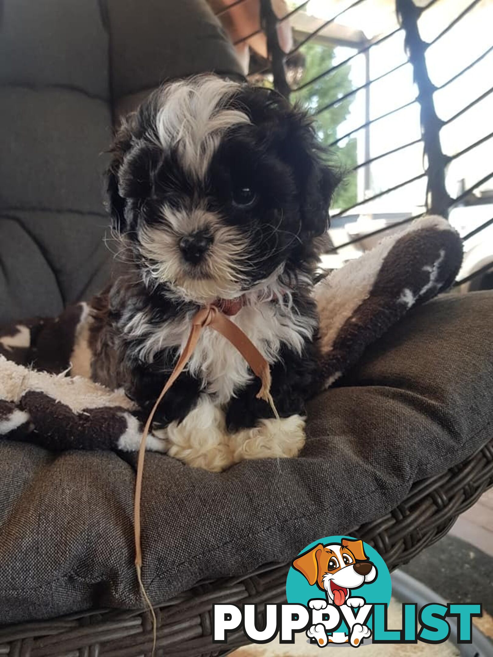 shoodle     shihtzu x toy poodle