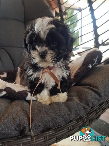 shoodle     shihtzu x toy poodle