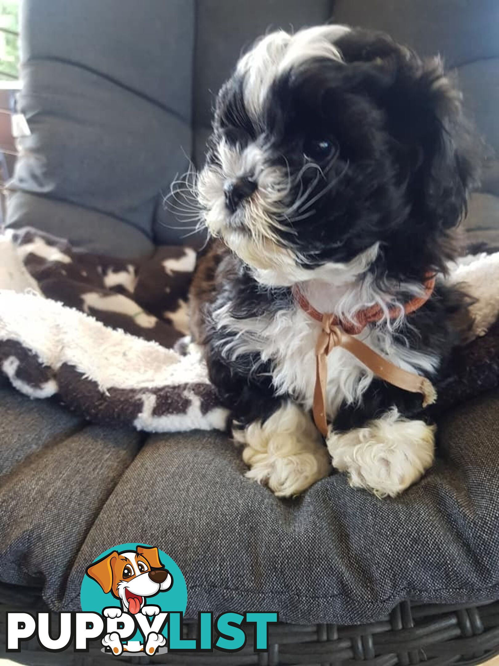 shoodle     shihtzu x toy poodle