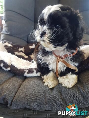 shoodle     shihtzu x toy poodle