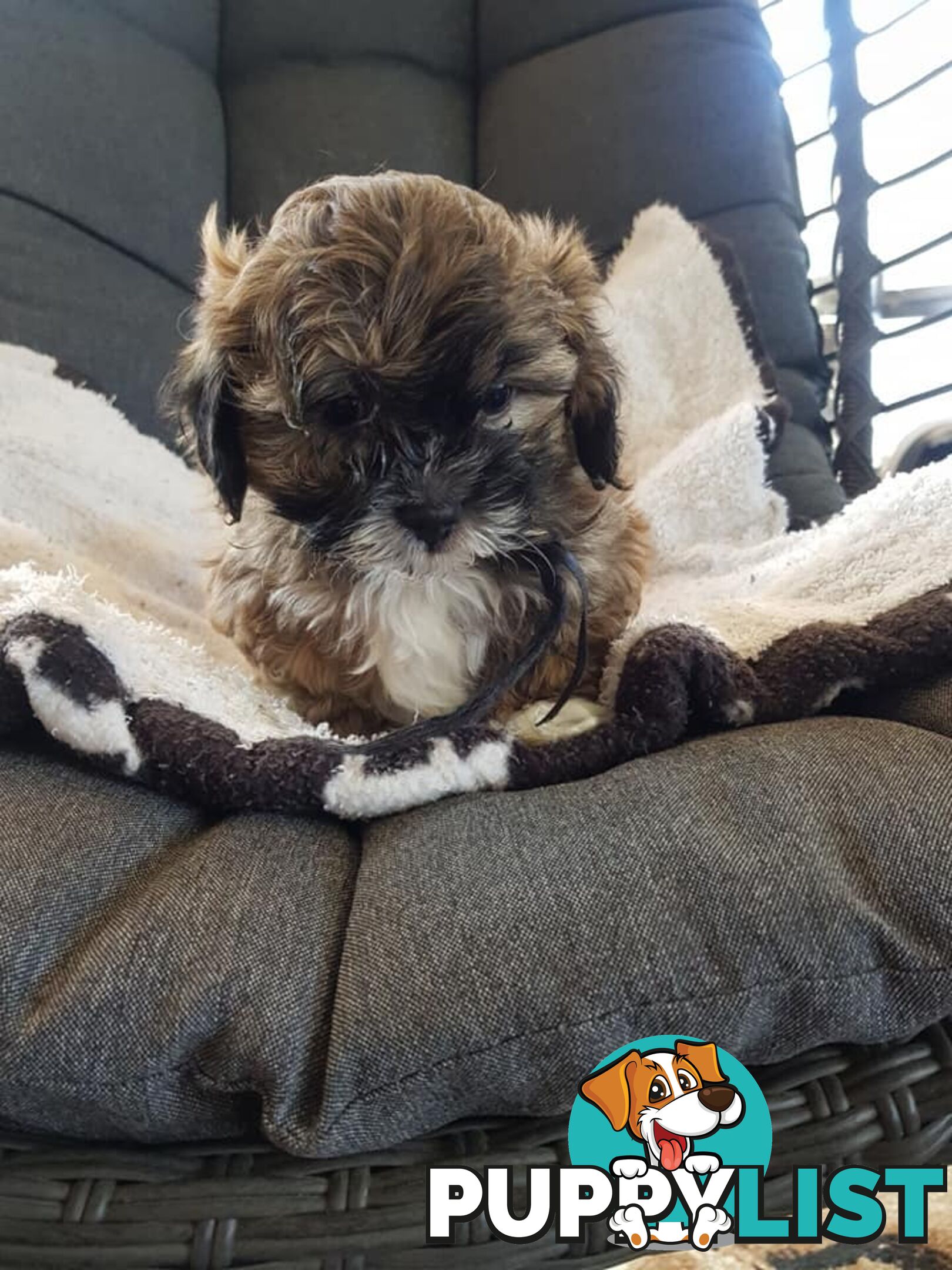 shoodle     shihtzu x toy poodle