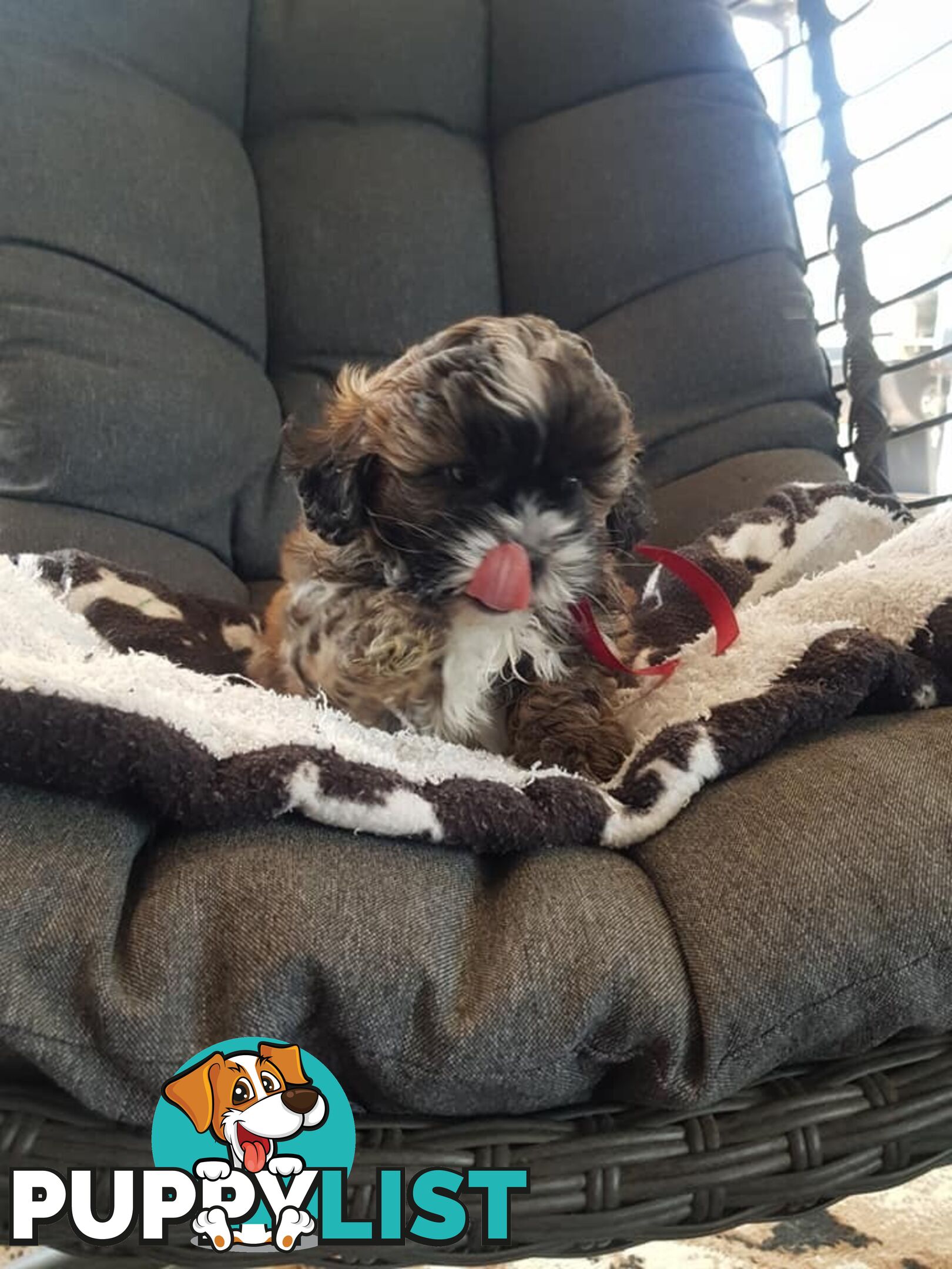 shoodle     shihtzu x toy poodle