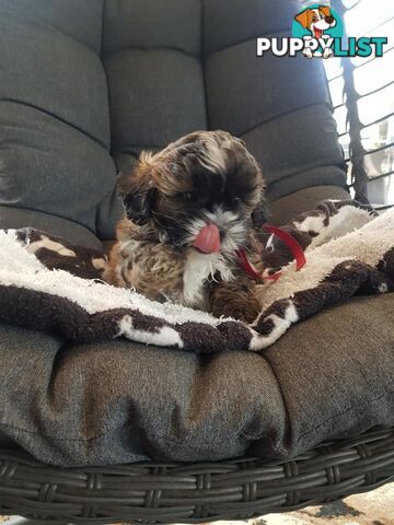 shoodle     shihtzu x toy poodle