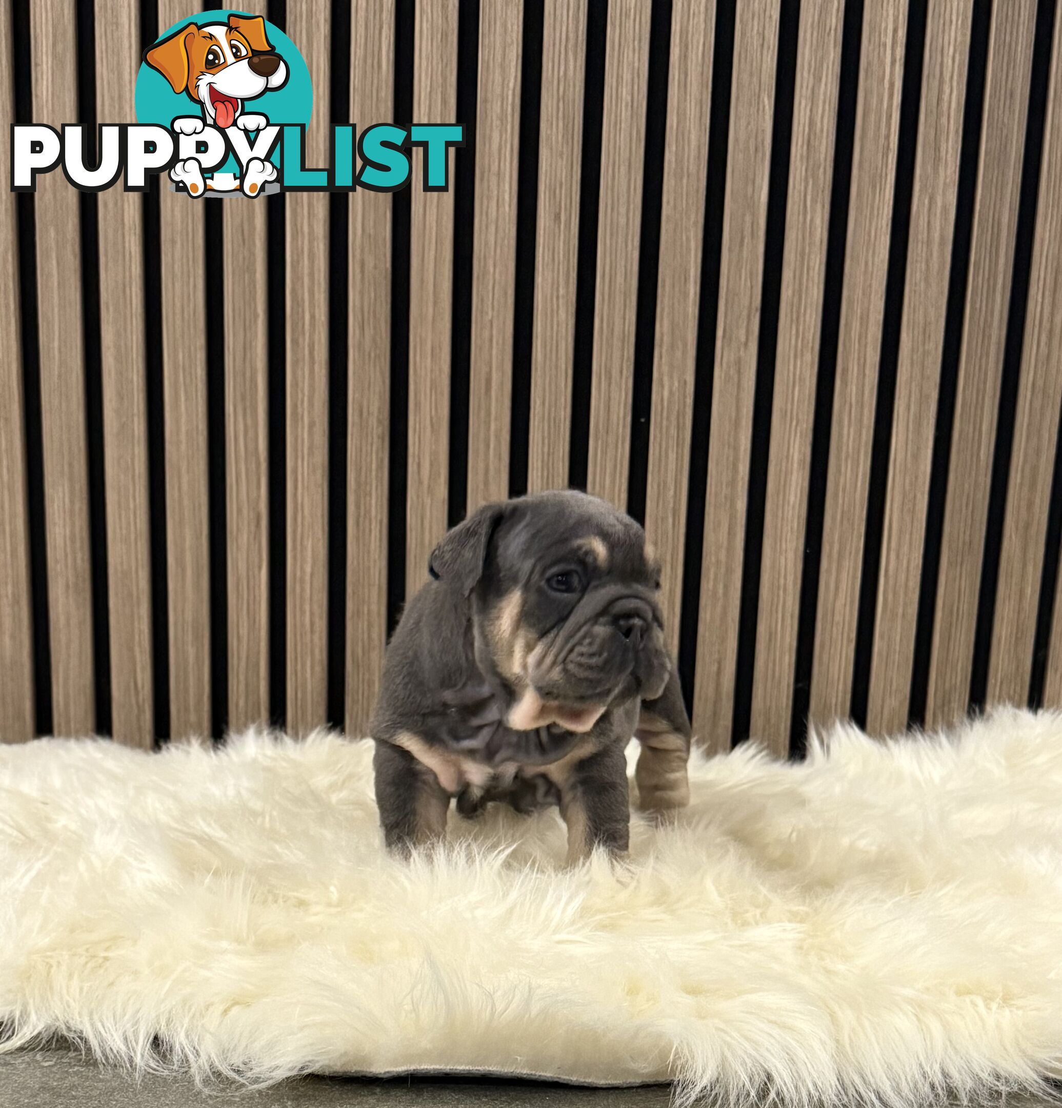British Bulldog Puppies