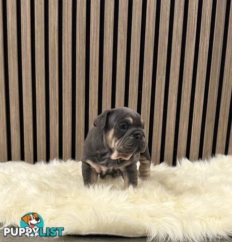 British Bulldog Puppies
