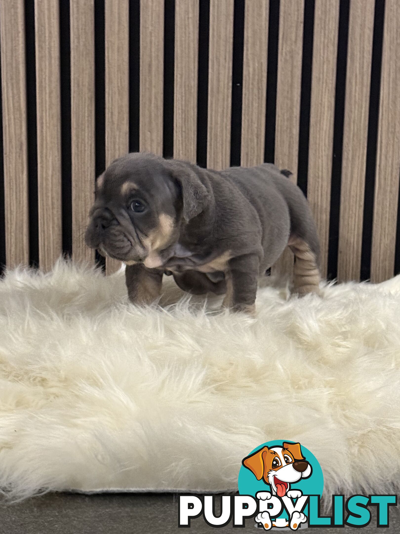 British Bulldog Puppies