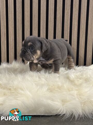 British Bulldog Puppies