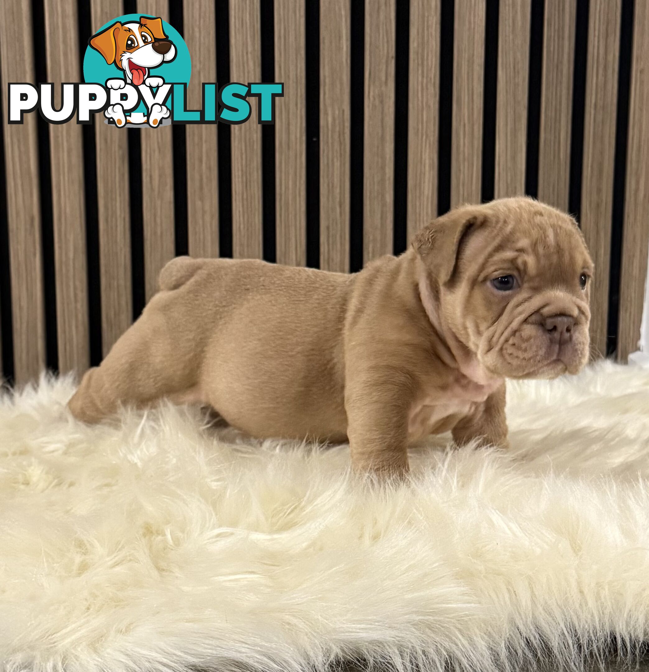 British Bulldog Puppies