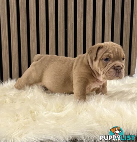 British Bulldog Puppies
