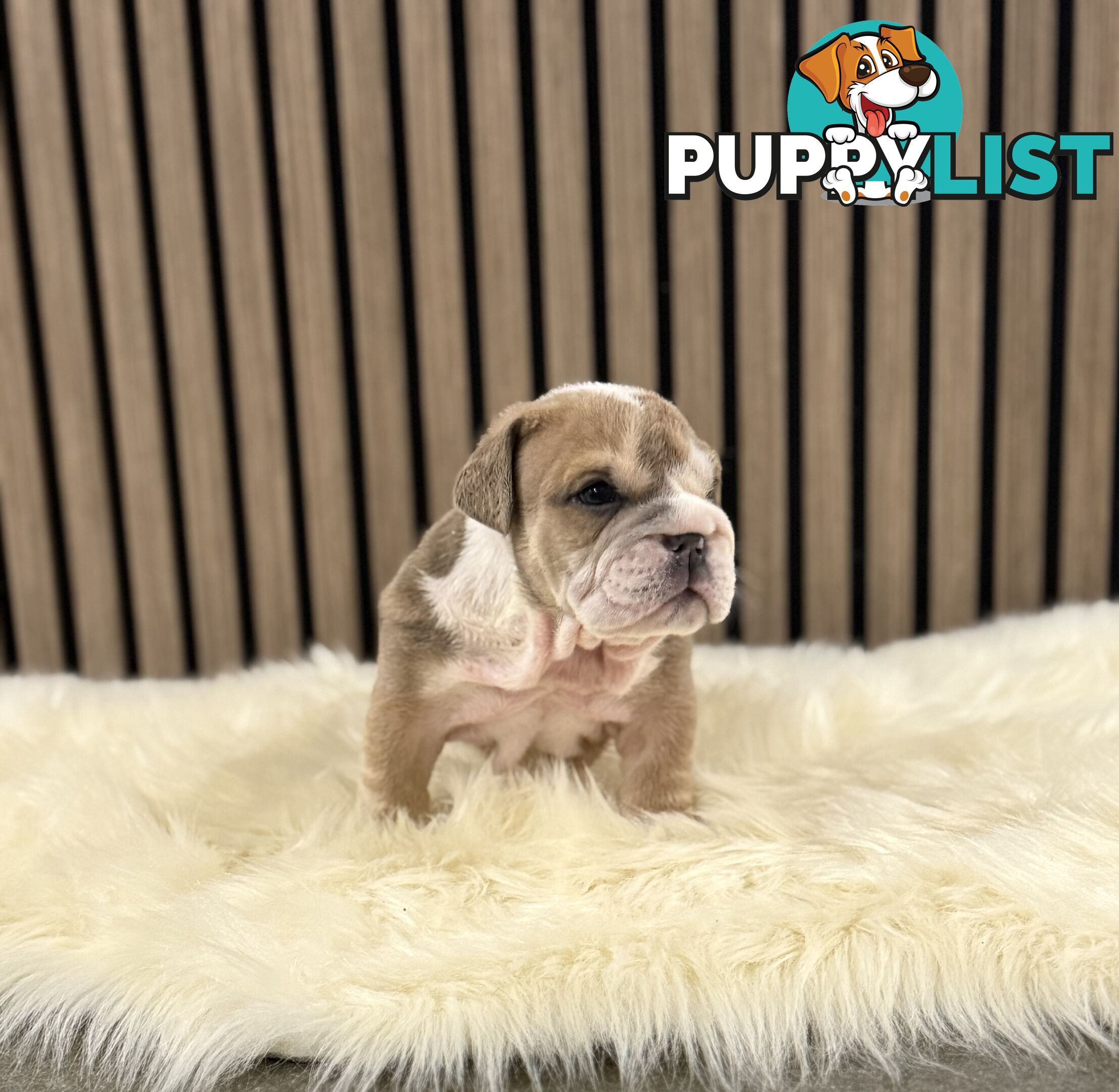 British Bulldog Puppies