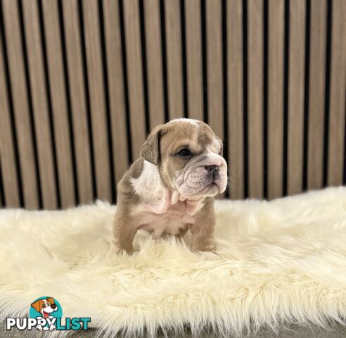 British Bulldog Puppies