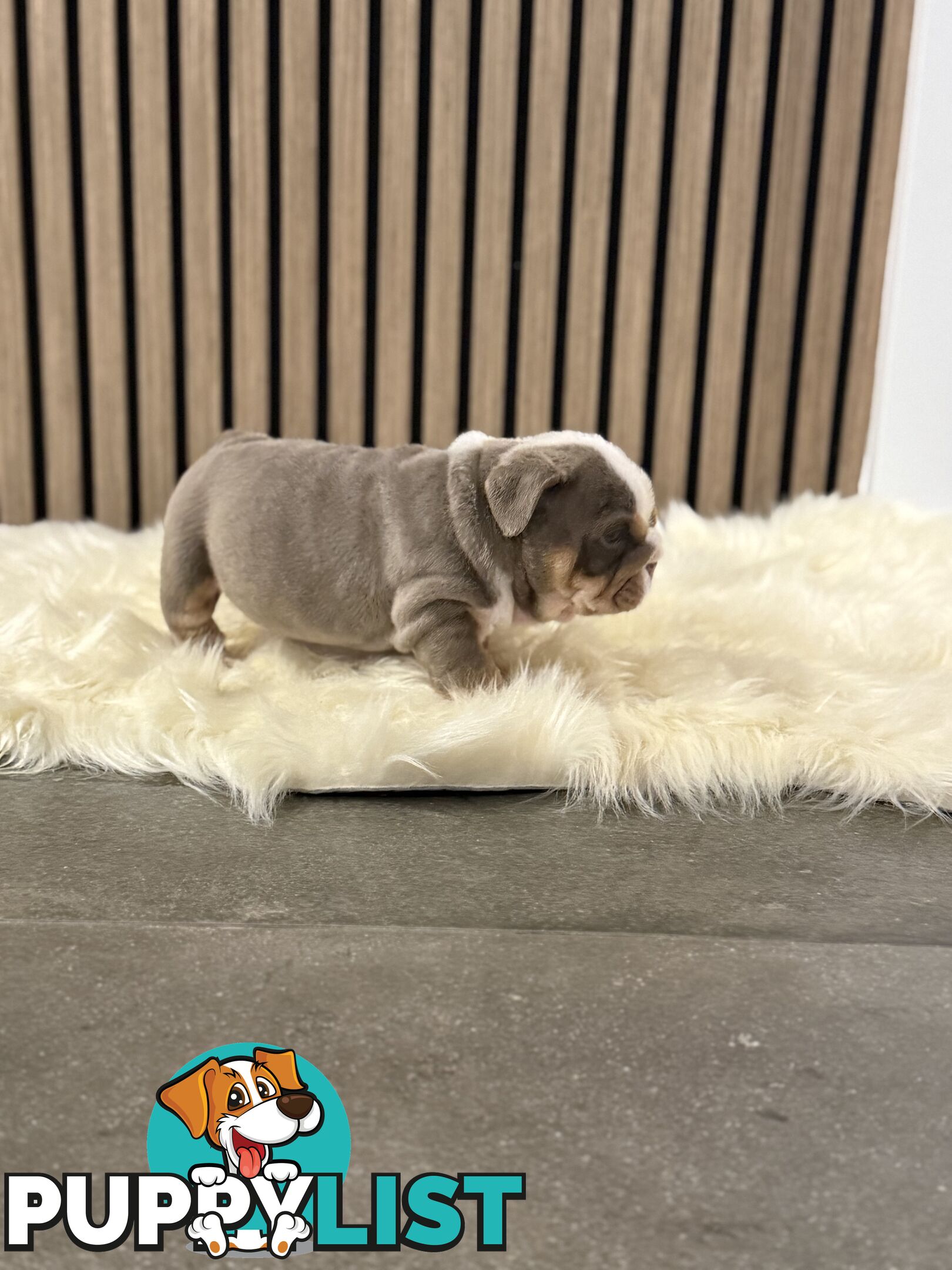 British Bulldog Puppies