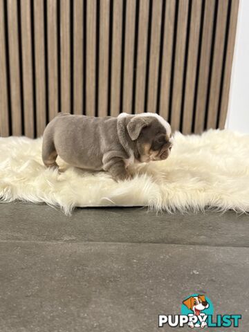 British Bulldog Puppies