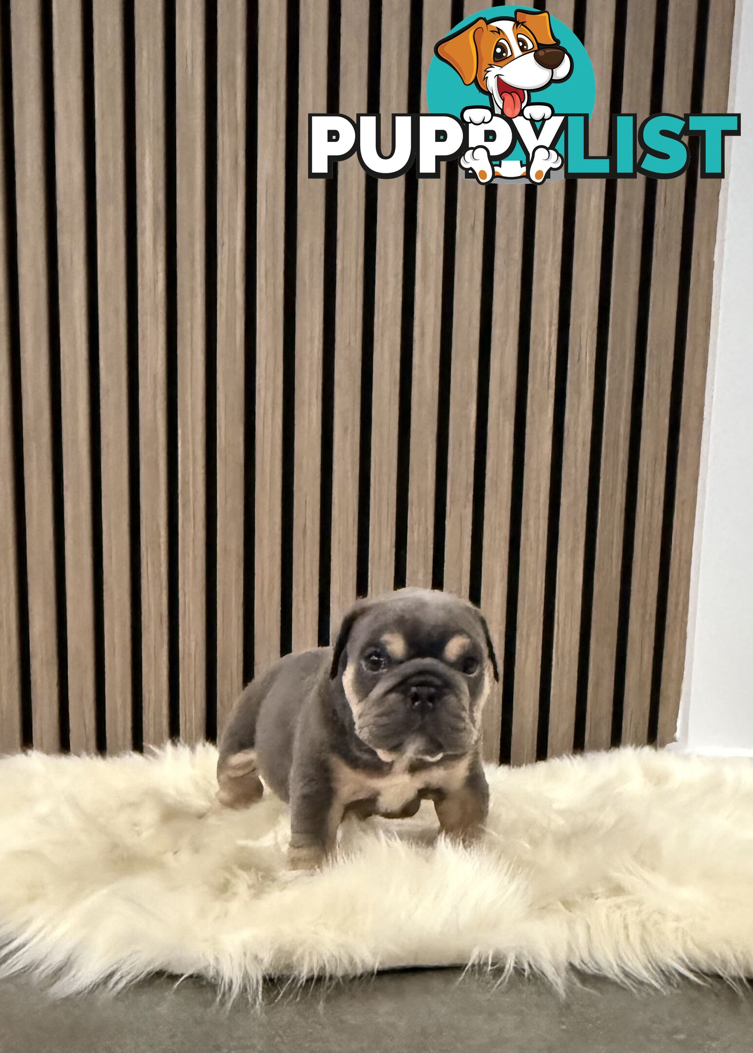 British Bulldog Puppies
