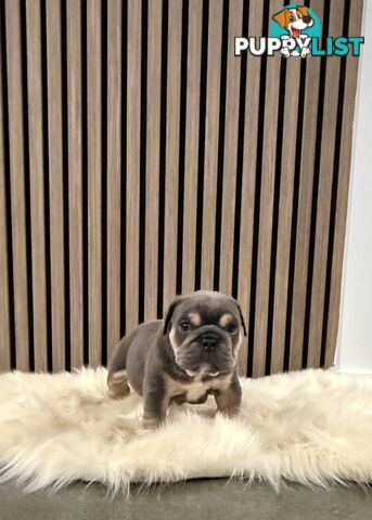 British Bulldog Puppies