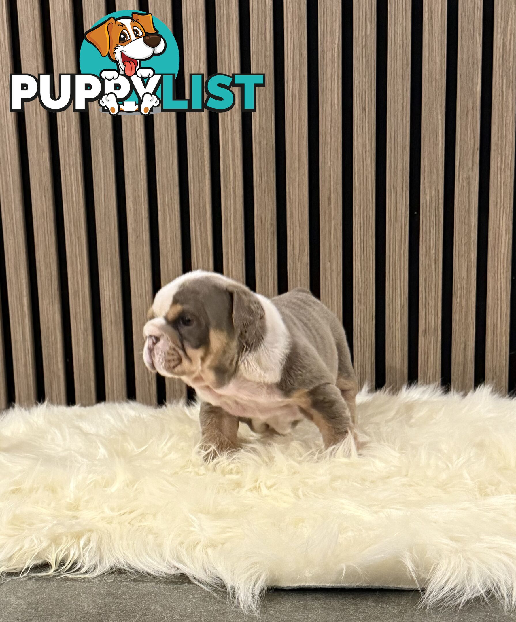 British Bulldog Puppies