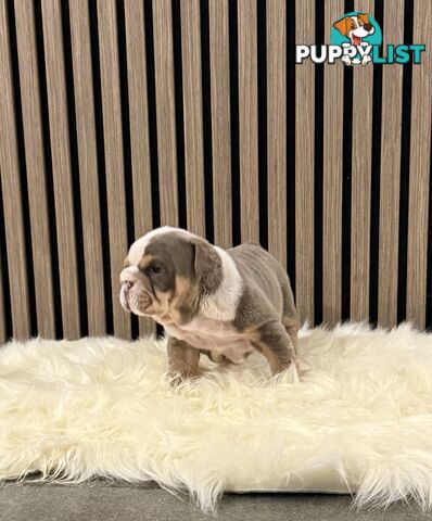 British Bulldog Puppies