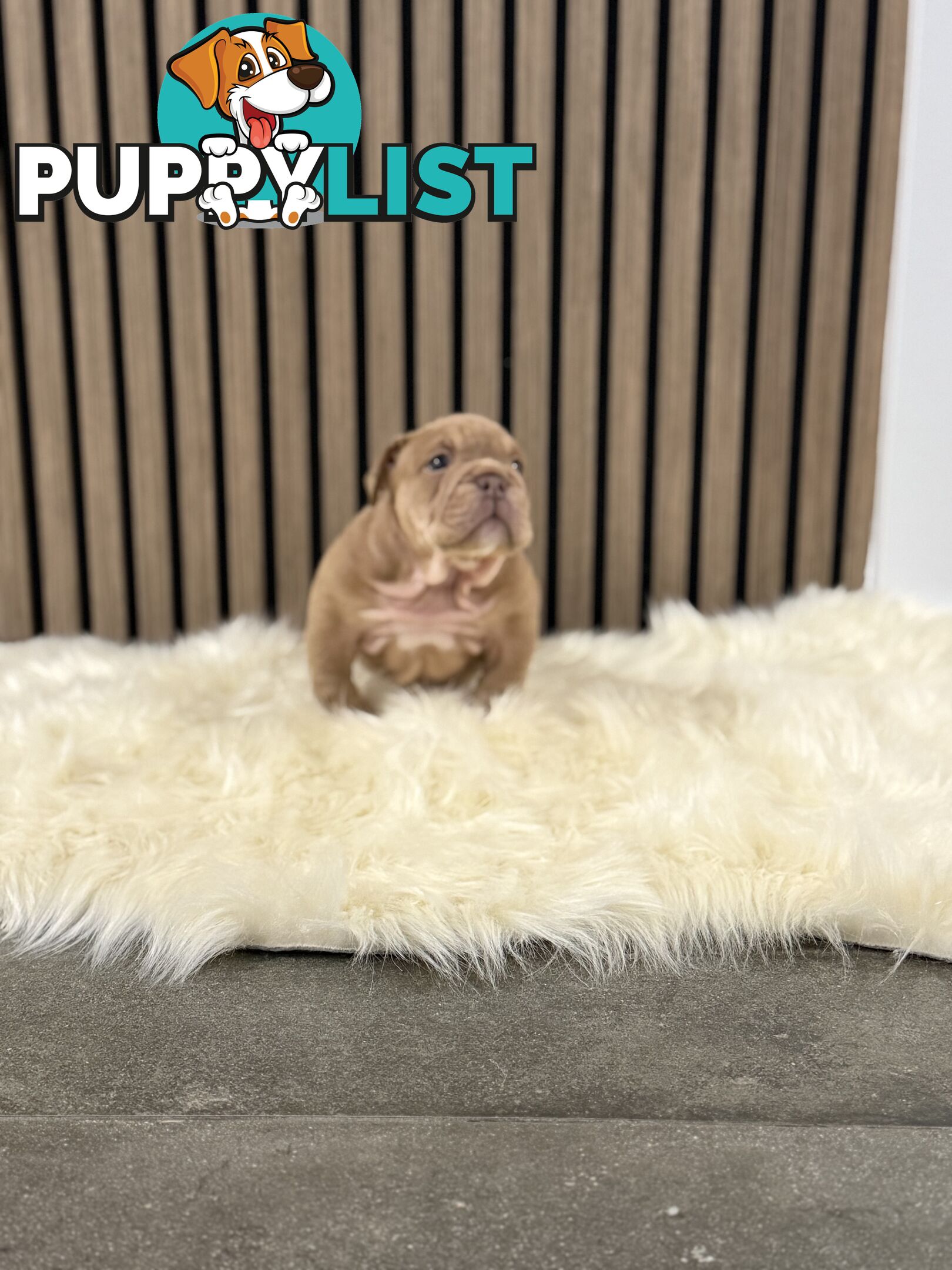 British Bulldog Puppies