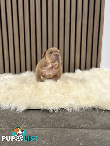 British Bulldog Puppies