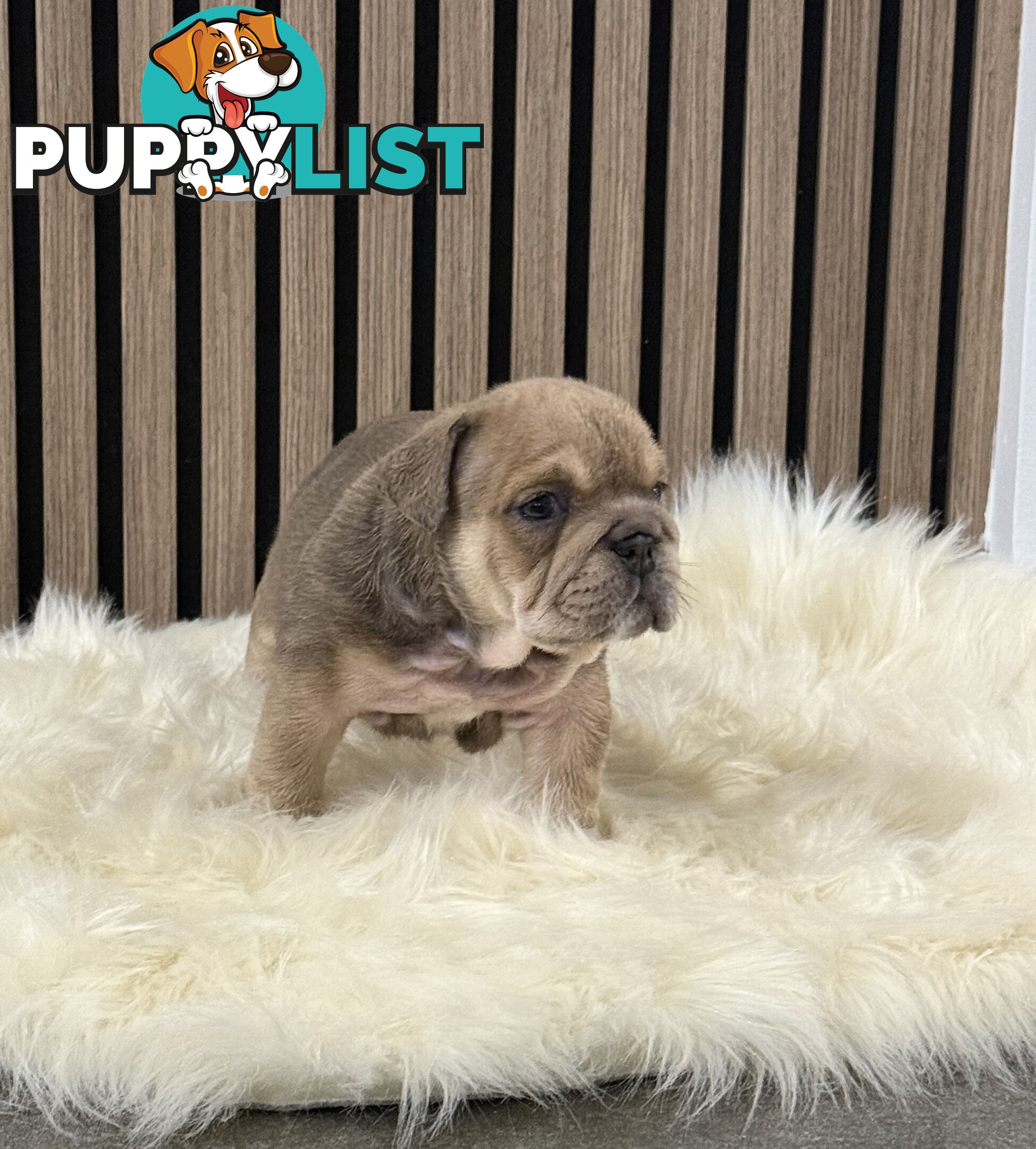 British Bulldog Puppies