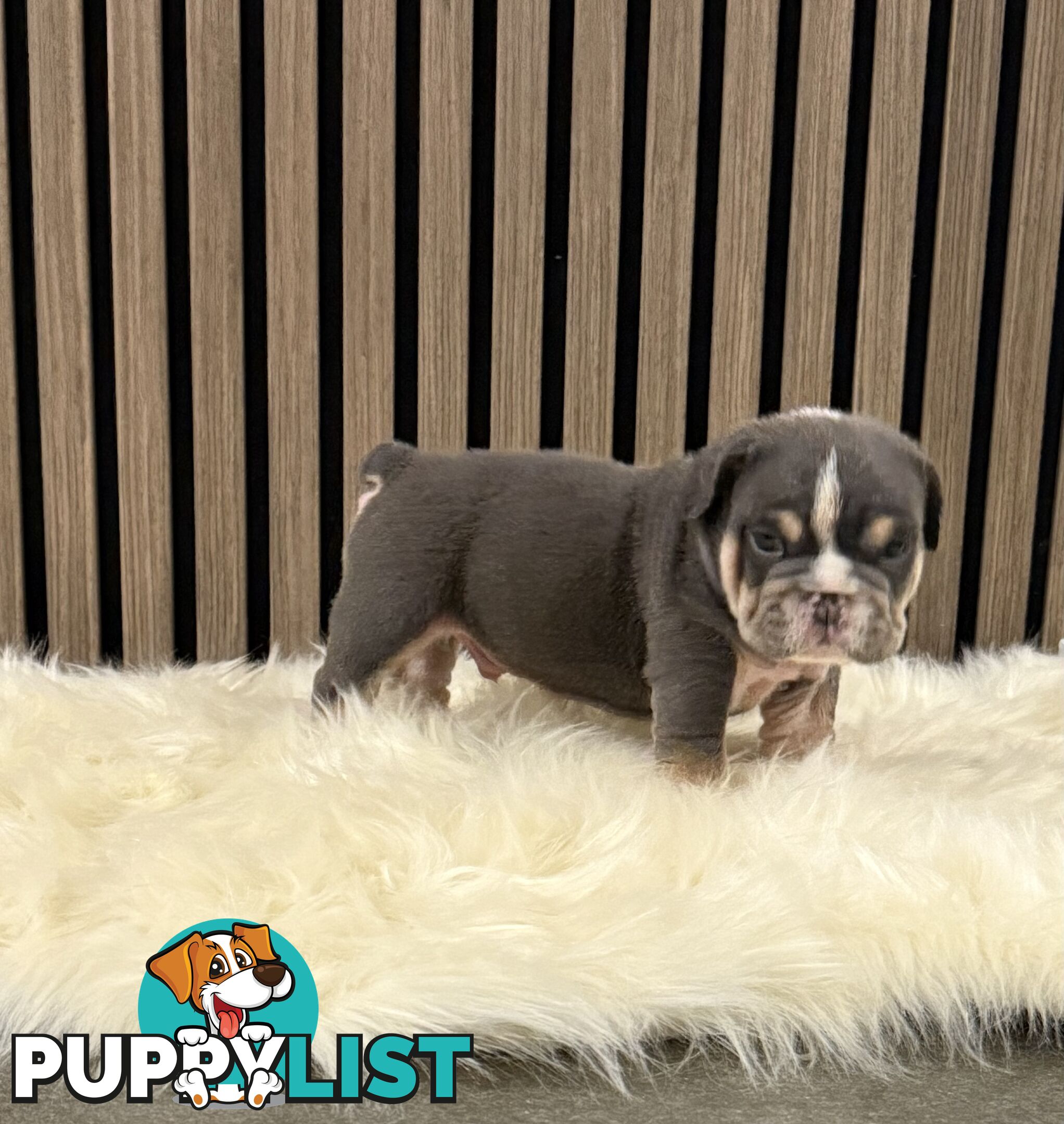 British Bulldog Puppies