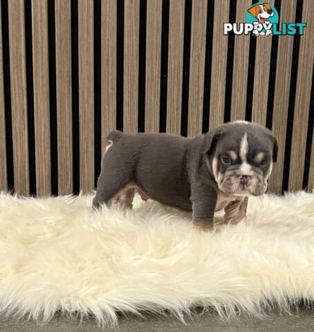 British Bulldog Puppies