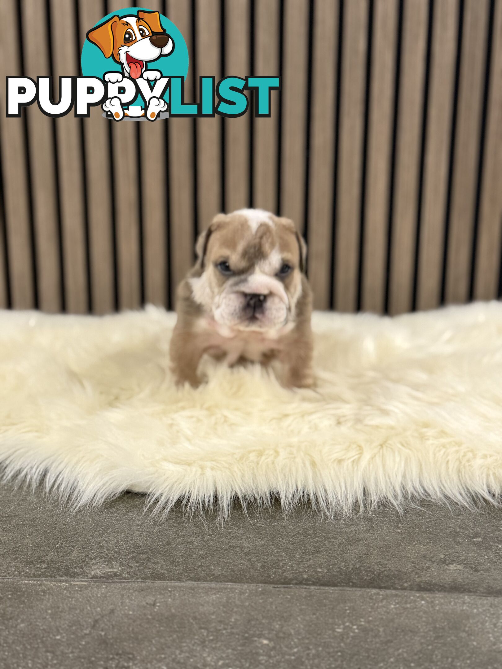 British Bulldog Puppies