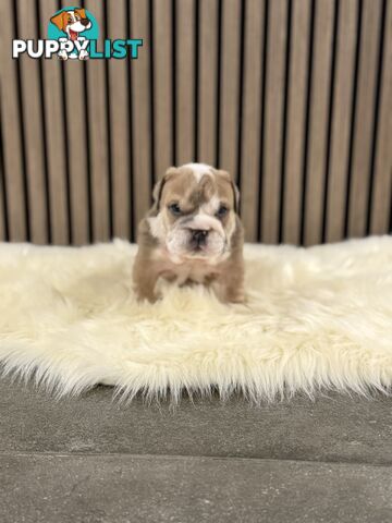 British Bulldog Puppies