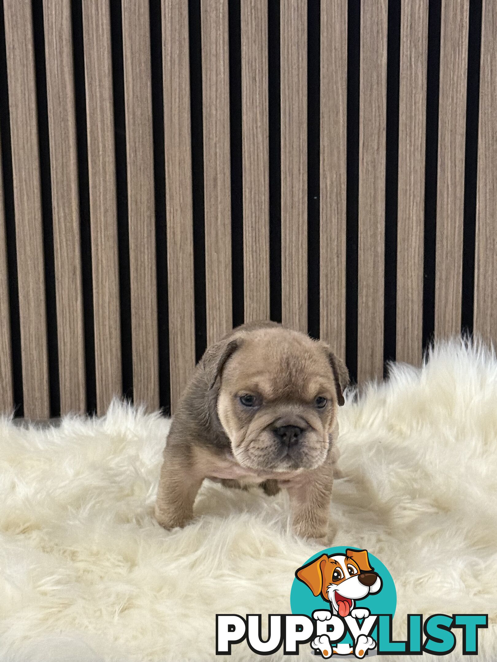 British Bulldog Puppies