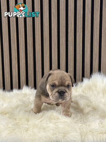 British Bulldog Puppies