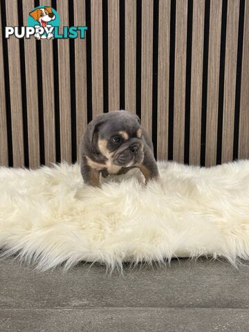 British Bulldog Puppies