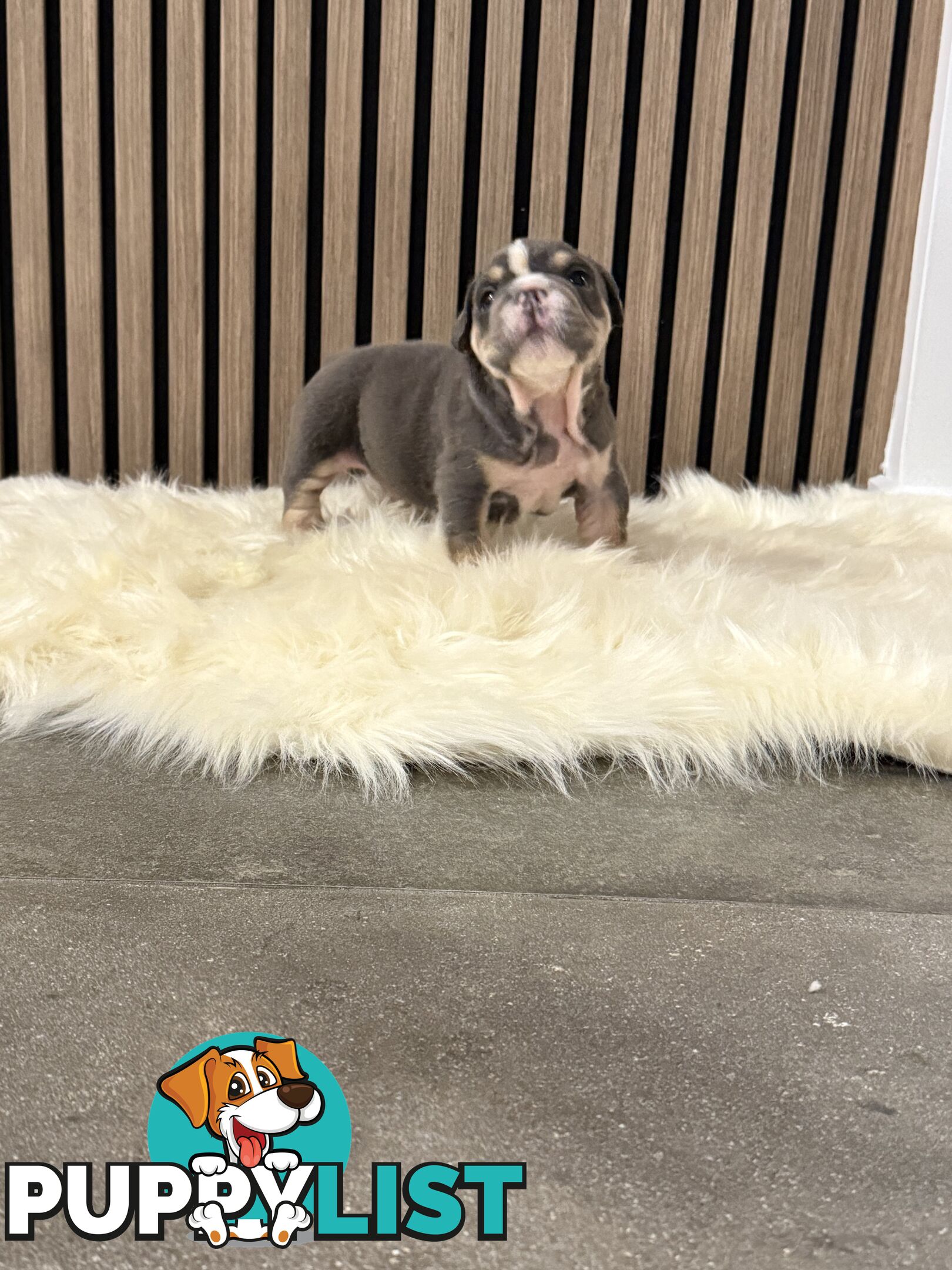 British Bulldog Puppies
