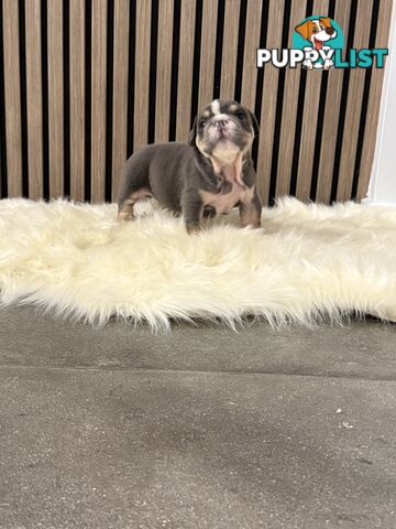 British Bulldog Puppies