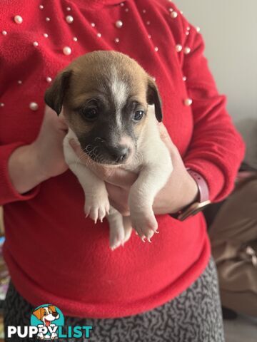Jack Russell Terrier X Papillon Pups Pup Puppies Puppy