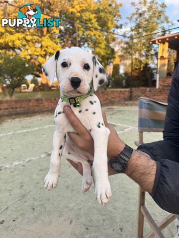 10 Dalmatian Puppies