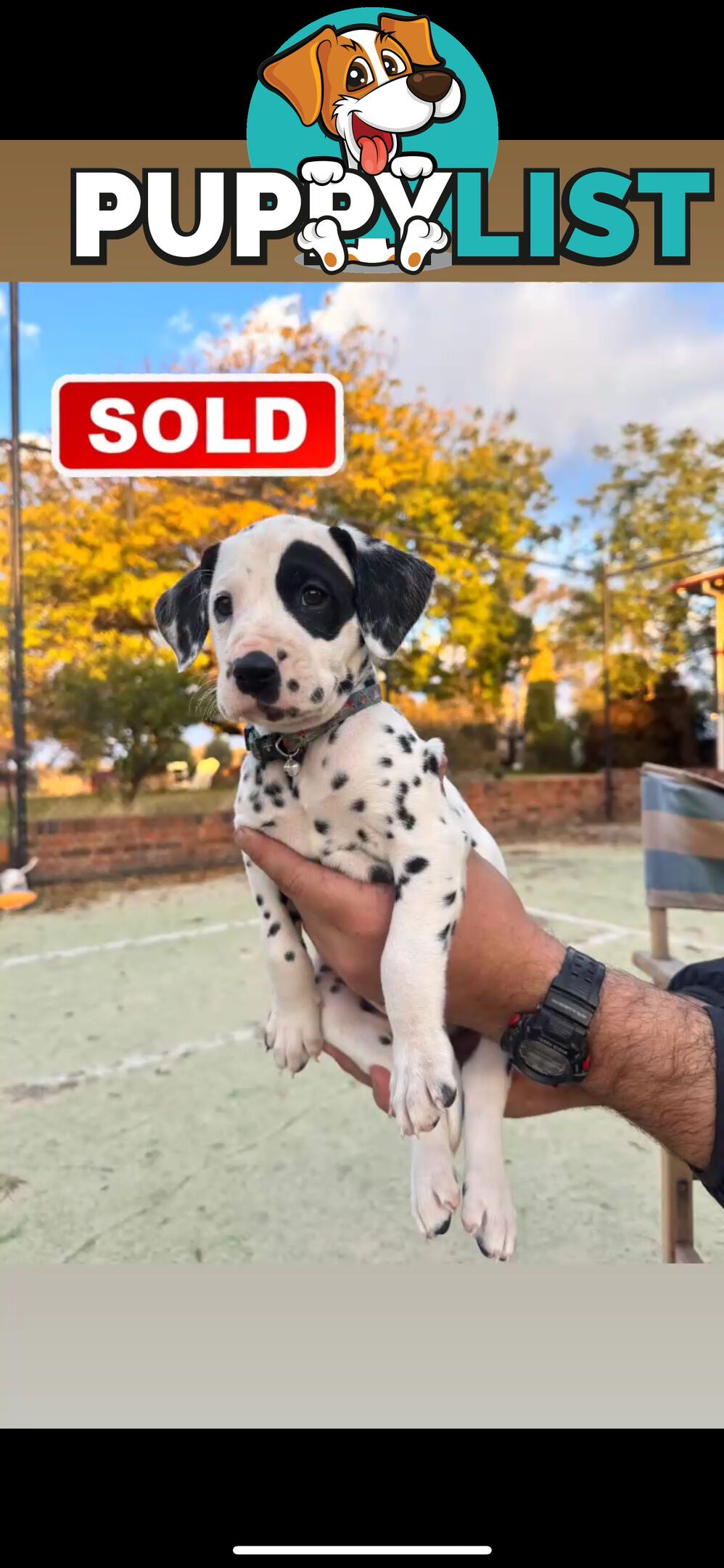 10 Dalmatian Puppies