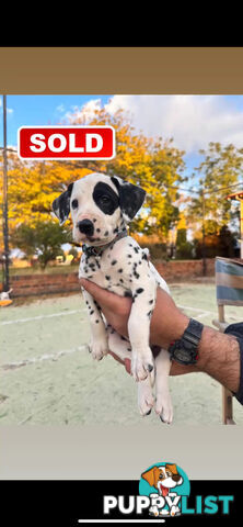 10 Dalmatian Puppies