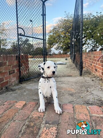 10 Dalmatian Puppies