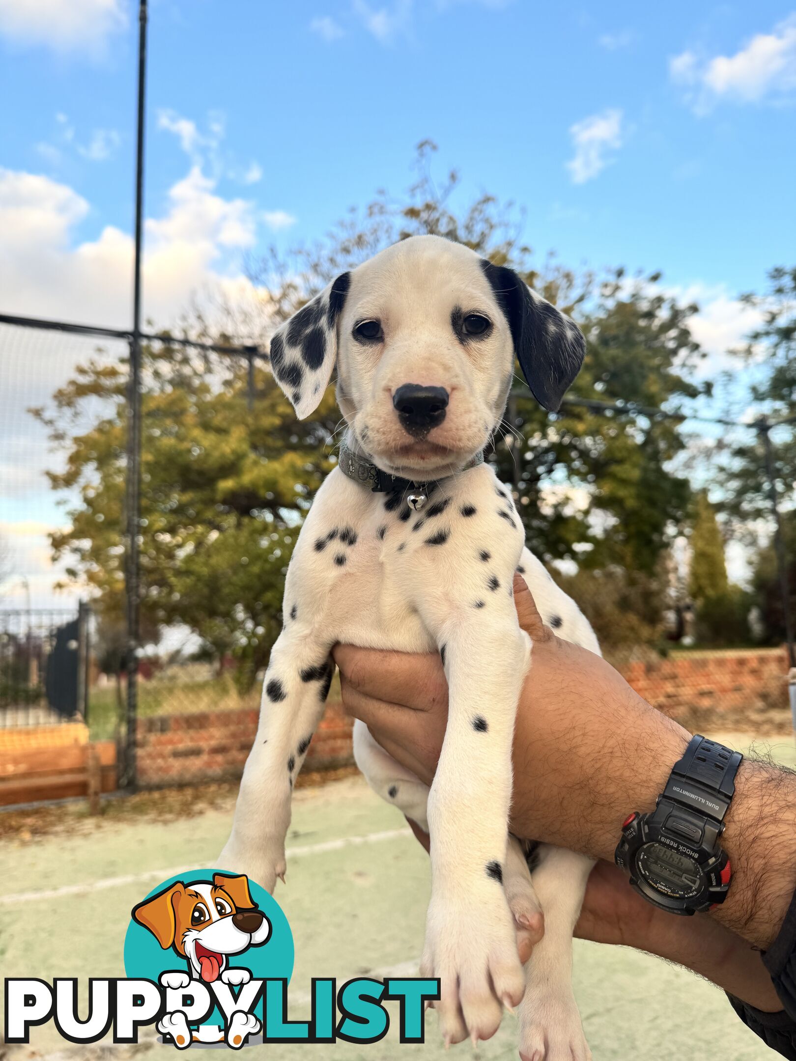 10 Dalmatian Puppies