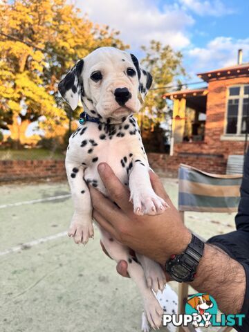 10 Dalmatian Puppies