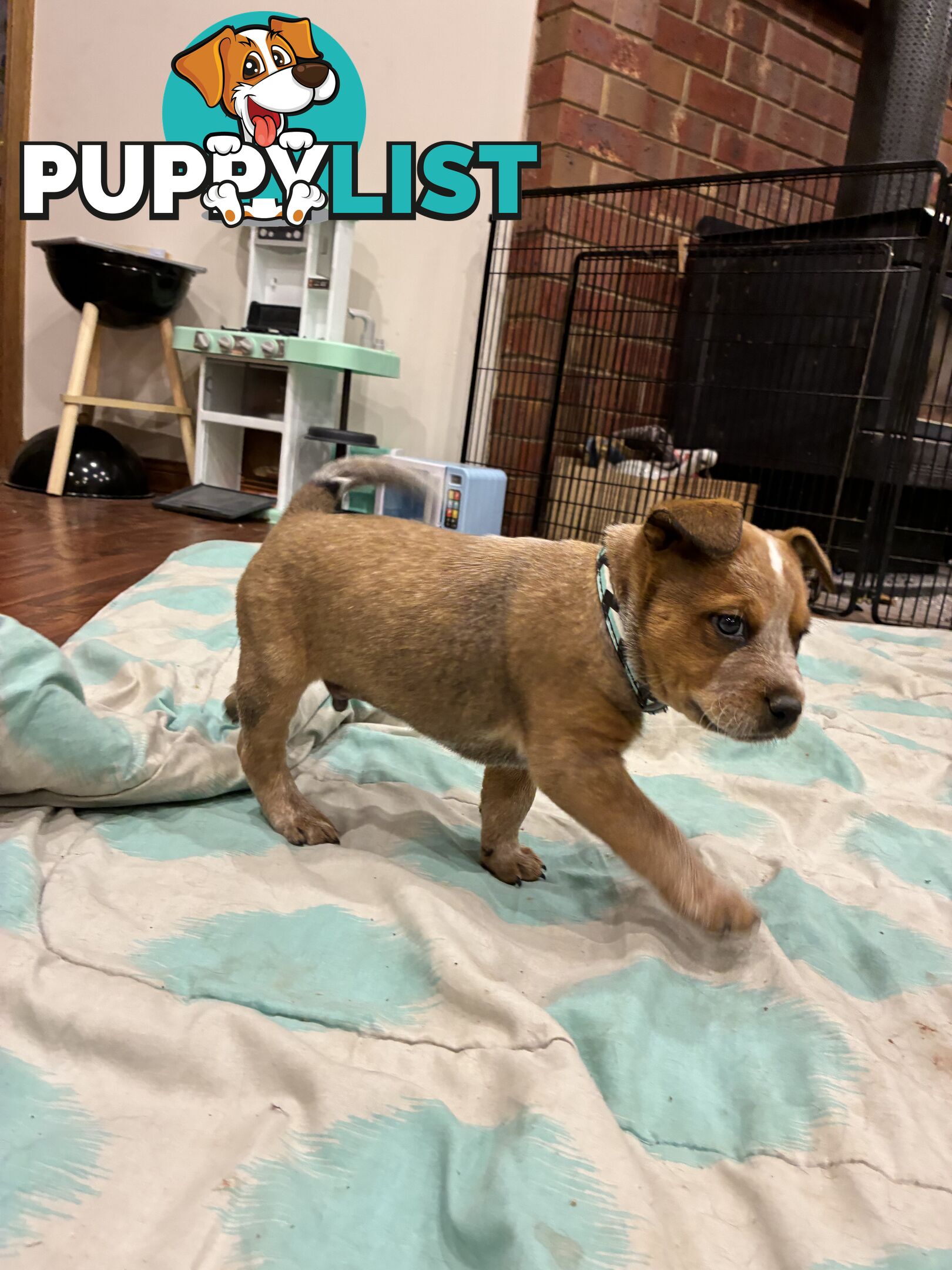 Australian Cattle Dog Red Heelers