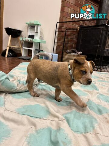 Australian Cattle Dog Red Heelers
