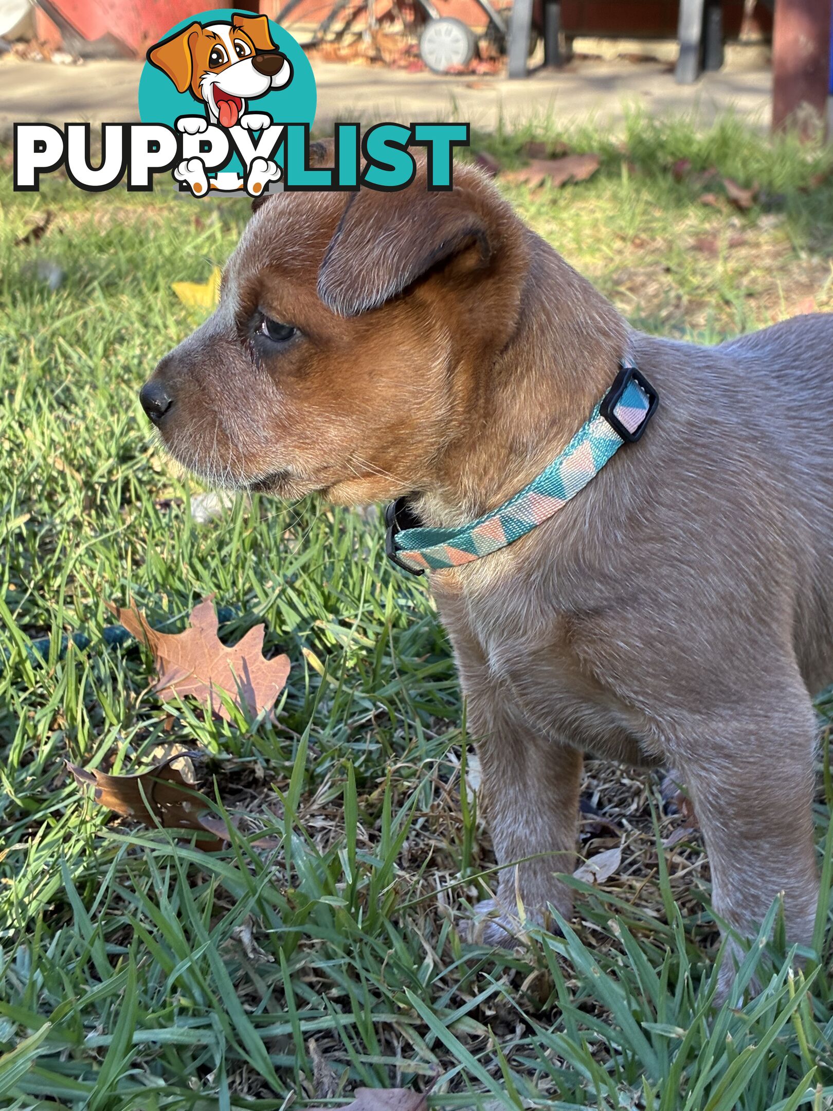 Australian Cattle Dog Red Heelers