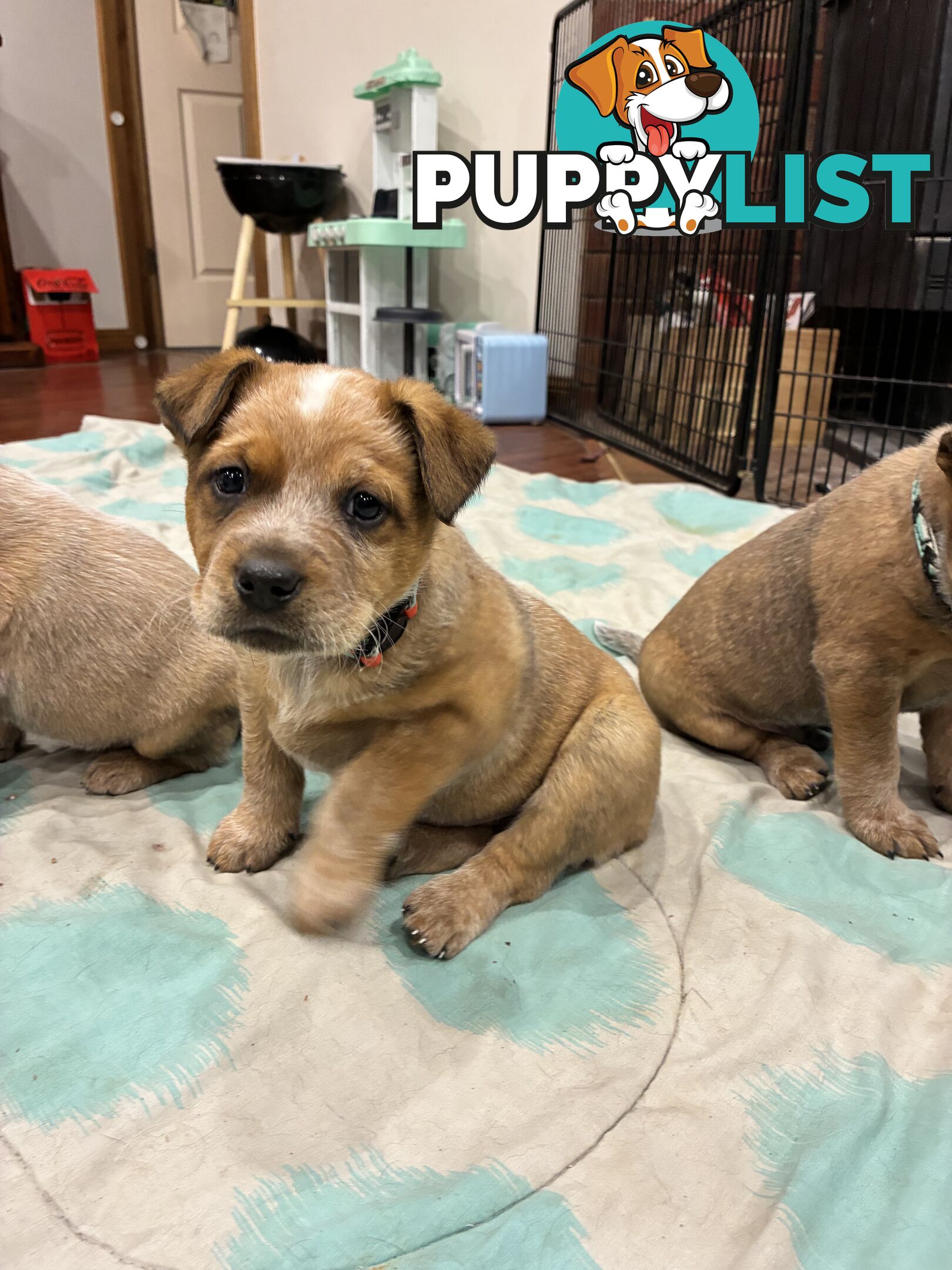 Australian Cattle Dog Red Heelers