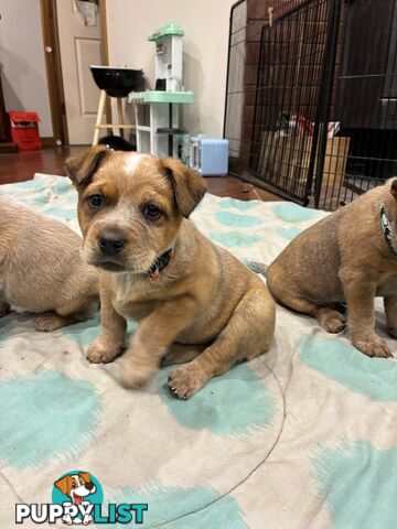 Australian Cattle Dog Red Heelers