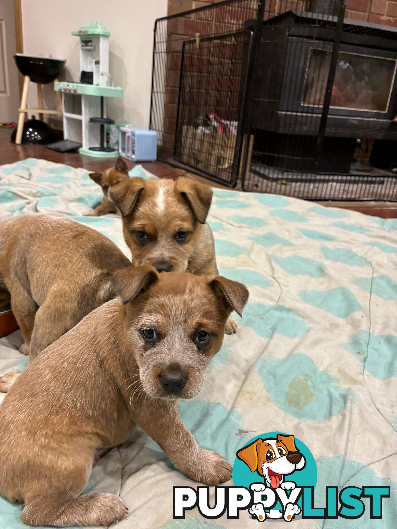 Australian Cattle Dog Red Heelers